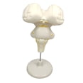 thumbnail image 4 of Cerebro Encefálico Estructura Modelo De Anatomía Aprendizaje Educativo Equipo De bor Para Científico CUTICAT Recursos de aprendizaje en el aula, 4 of 7