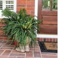 thumbnail image 3 of Homestyles Stone Wash Mama Petunia the Muggly Statue Humorous Face Planter Pot, 3 of 4