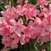 Pink Oleander Plant Live, Live Oleander Shurb Oleander Flowers Nerium Oleander Plant 3-5 Inch Tall