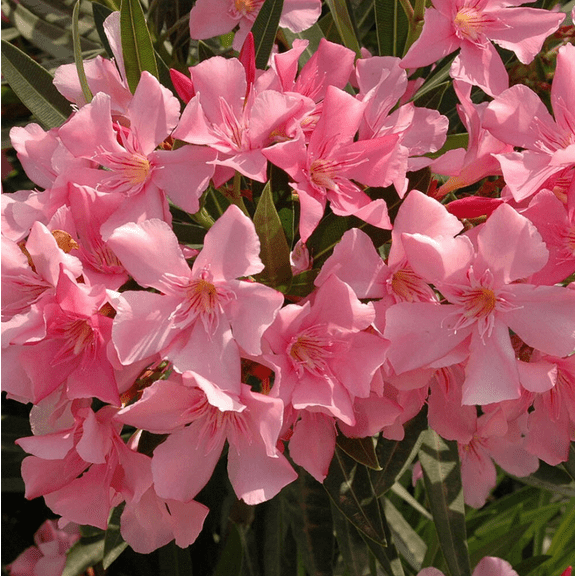 Pink Oleander Plant Live, Live Oleander Shurb Oleander Flowers Nerium Oleander Plant 3-5 Inch Tall