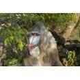 thumbnail image 5 of Décoration de Jardin Statue d'Animal Grand Mandrill Assis, 5 of 5