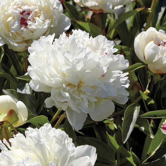 Van Zyverden Peonies Festiva Maxima Set of 3 Plant Roots White Partial Sun Deer Resistant 1 lb