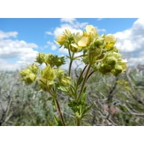 50 PRAIRIE CINQUEFOIL Tall Potentilla Drymocallis Arguta White Pale Yellow Native Flower Seeds
