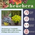 thumbnail image 5 of Better Homes & Gardens Heuchera Live Plant - 1QT, Various Colors, Full Sun Perennial, 5 of 7