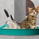 thumbnail image 5 of GOOHOCHY Pala de acero inoxidable para arena de gatos, herramienta para limpiar arena y desechos de mascotas (blanca), 5 of 8