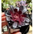 thumbnail image 2 of Aeonium Black Rose Plant Live for Planting - Black Tree Aeonium Plant - Houseleek Tree - 2 Inch Pot, 2 of 6