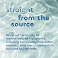 thumbnail image 3 of SEAWEED BATH CO - Heat Care Shampoo, Lime Papaya Scent 12FO ( Pack of 1), 3 of 5