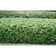 thumbnail image 4 of Green Island Ficus  30 Live Plants  Ficus Microcarpa  Lush Indoor/Outdoor Ornamental Plant - Easy Care & Fast Growing - Perfect for Home, Garden, & Office Decor, 4 of 7