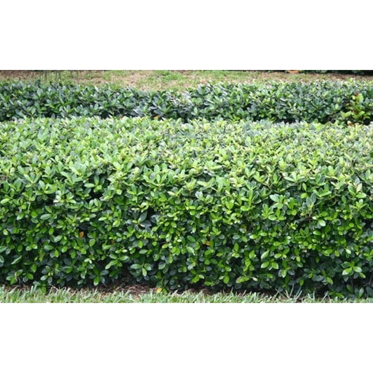 Green Island Ficus 40 Live Plants Ficus Microcarpa Lush Indoor/Outdoor Ornamental Plant - Easy Care & Fast Growing - Perfect for Home, Garden, &