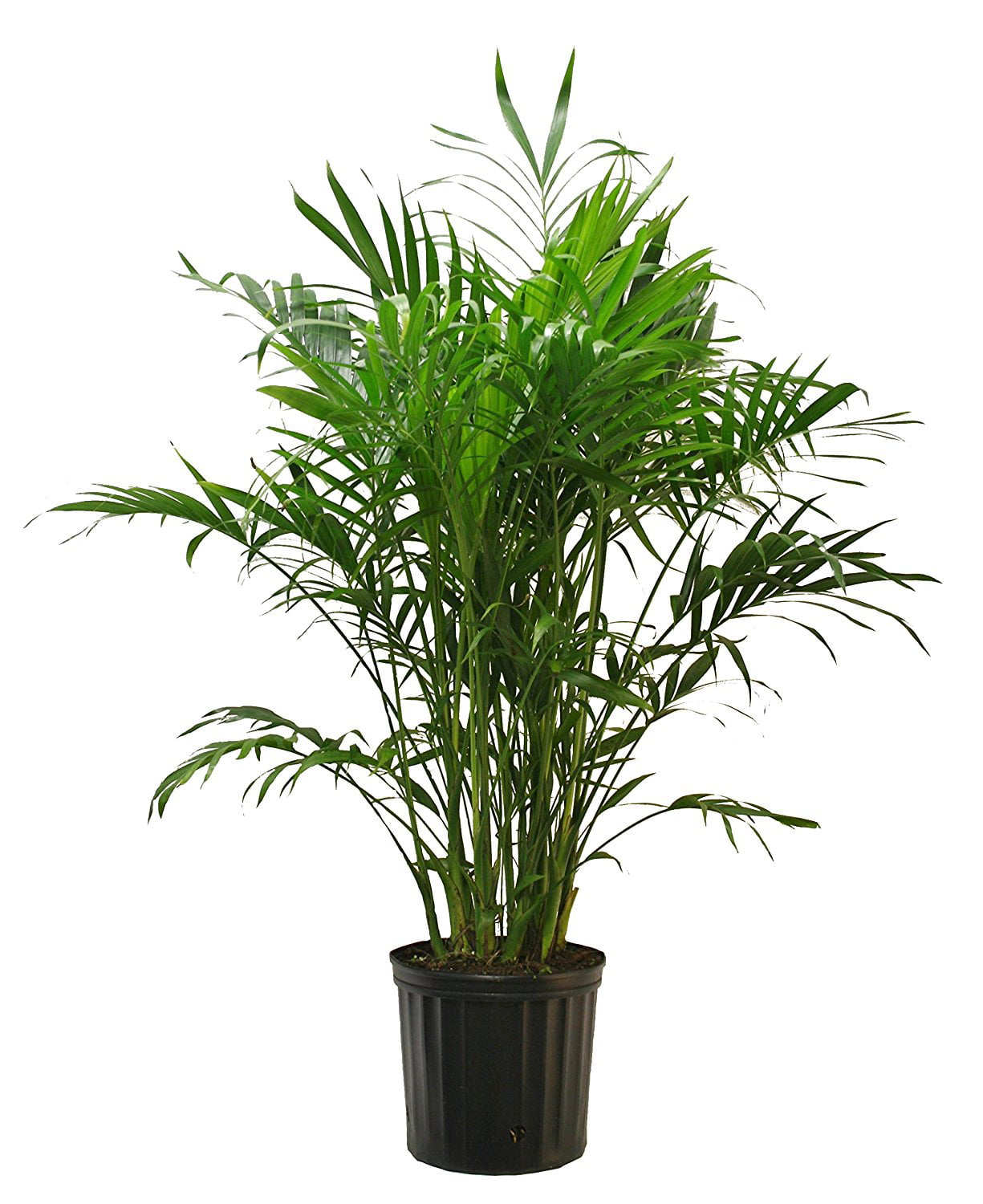 Costa Farms Live Indoor 25in. Tall Green Cat Palm Plant, Indirect