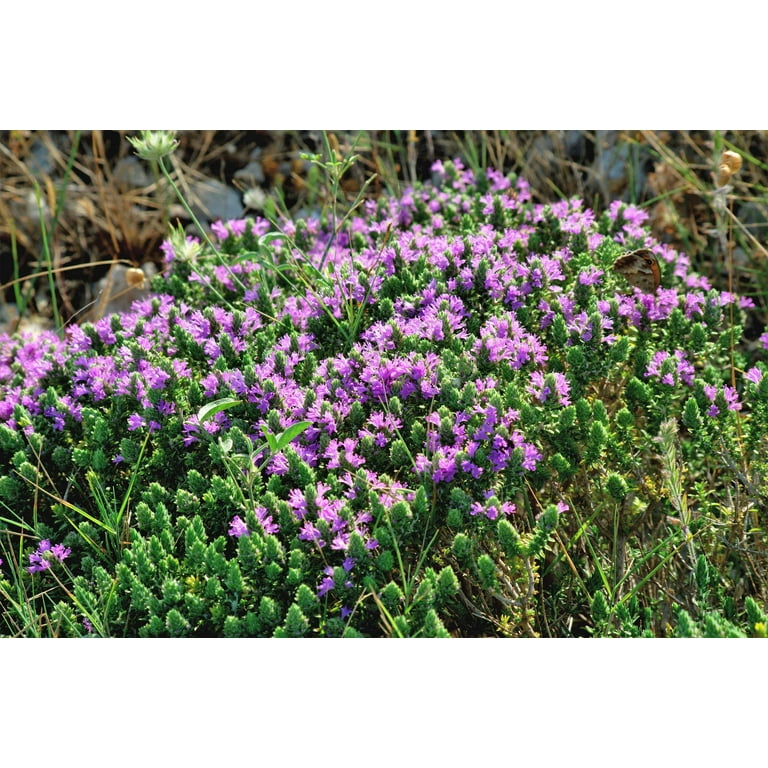 40 CONEHEAD THYME Thymus Capitatus syn. Thymbra Capitata