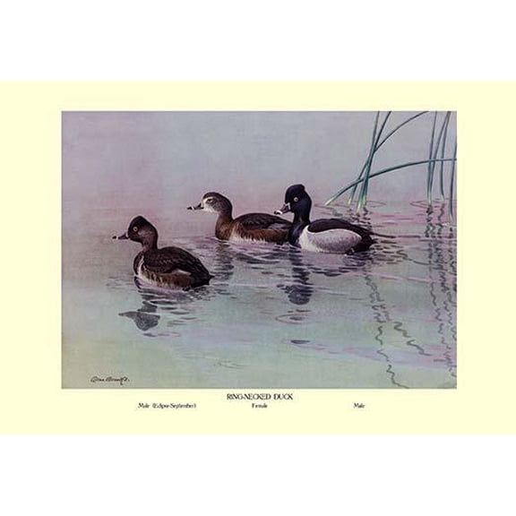 Ring-Necked Duck-Fine Art Canvas Print (20" x 30")