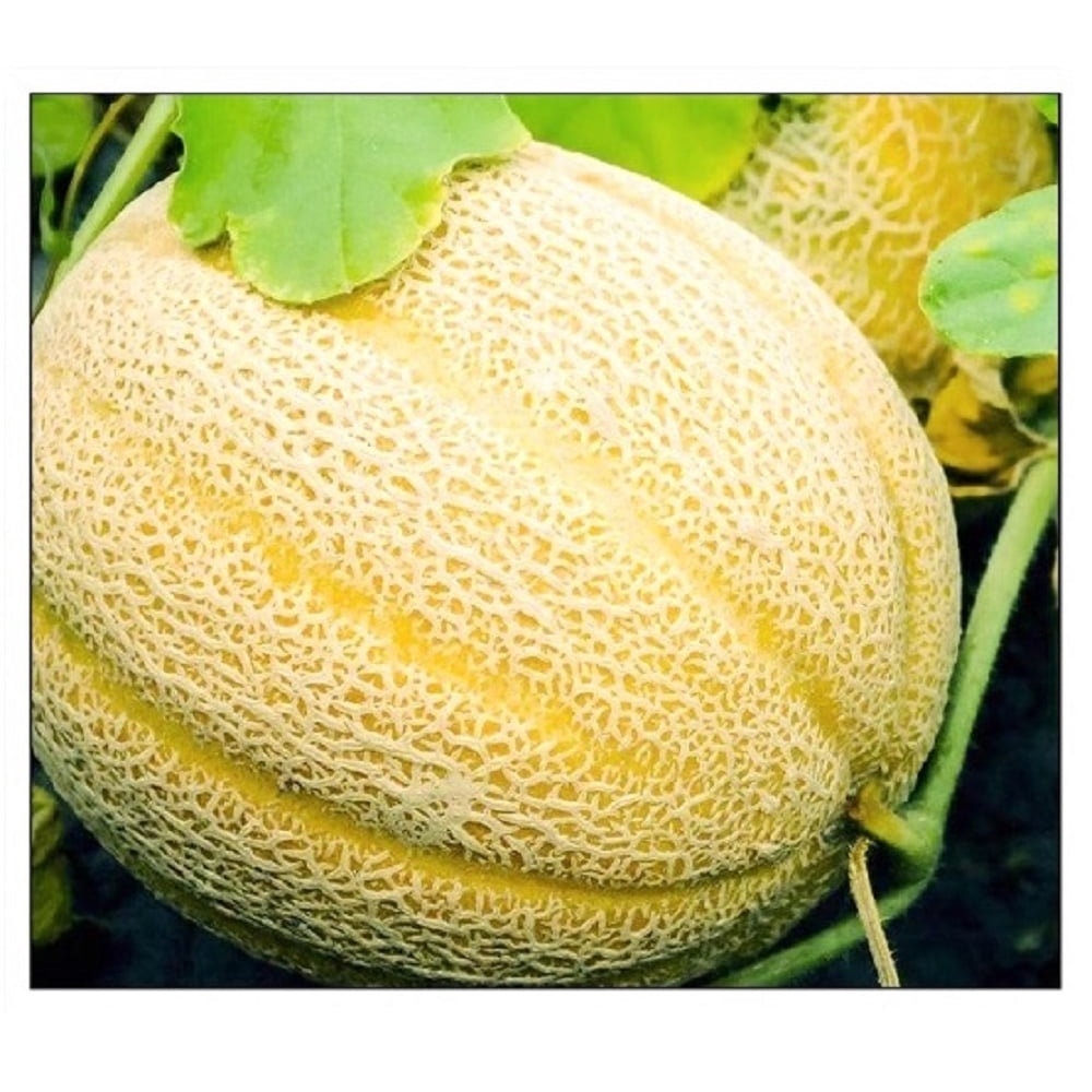 50 Hales Best Jumbo Cantaloupe NONGMO Fresh Heirloom Garden Seeds