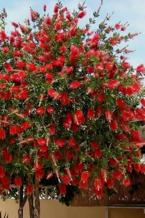 Bottlebrush Red Cluster  3 Live Quart Size Plants  Callistemon citrinus  Perfect for Gardens & Landscaping  Easy to Grow & Low Maintenance Vibrant Shrub