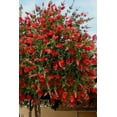 thumbnail image 2 of Bottlebrush Red Cluster  10 Live Quart Size Plants  Callistemon citrinus  Perfect for Gardens & Landscaping  Easy to Grow & Low Maintenance Vibrant Shrub, 2 of 8