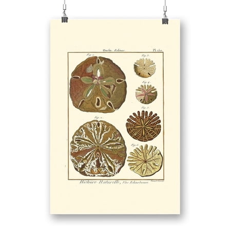 Sand Dollars Iii Poster - Denis Diderot Designs,