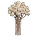thumbnail image 1 of Vickerman Bell Cup, vainas secas y conservadas, tallo blanqueado, 1 of 1