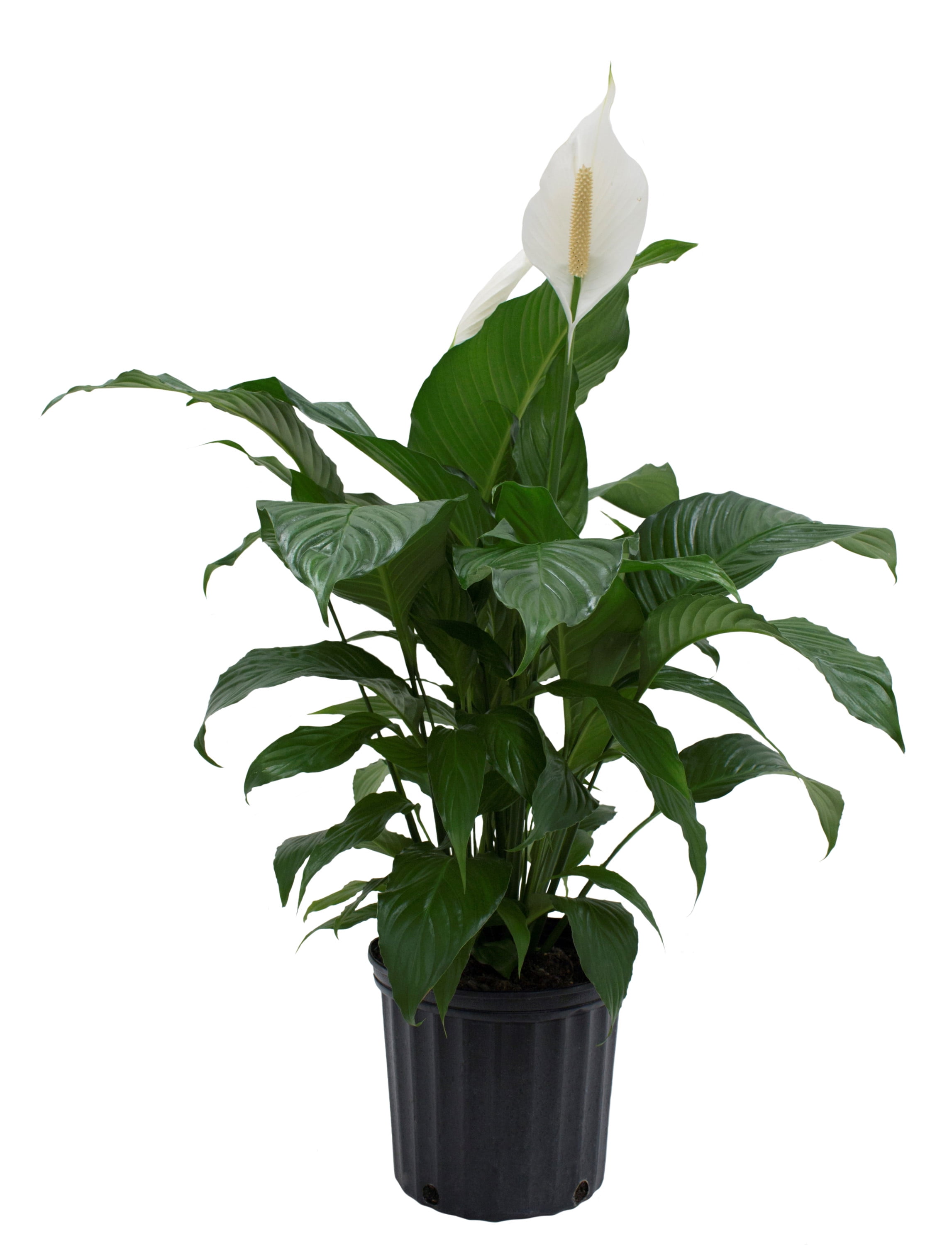 costa farms live indoor 24in. tall white peace lily; bright, indirect  sunlight plant in 10in. grower pot