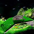 thumbnail image 4 of shiyou-Turtle Basking Platform, Tortoise Ramp Reptile Tank Ladder Resting Terrace, Tortoise Ramp Reptile Ladder Resting Terrace Fish Tank Aquarium Turtle Dock Floating Décor 18cm*12cm*4cm（Medium）, 4 of 4