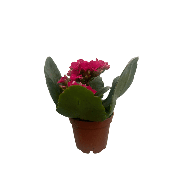 Purple Kalanchoe - 2.5" Pot - In Bud and Bloom / Easy House Plant