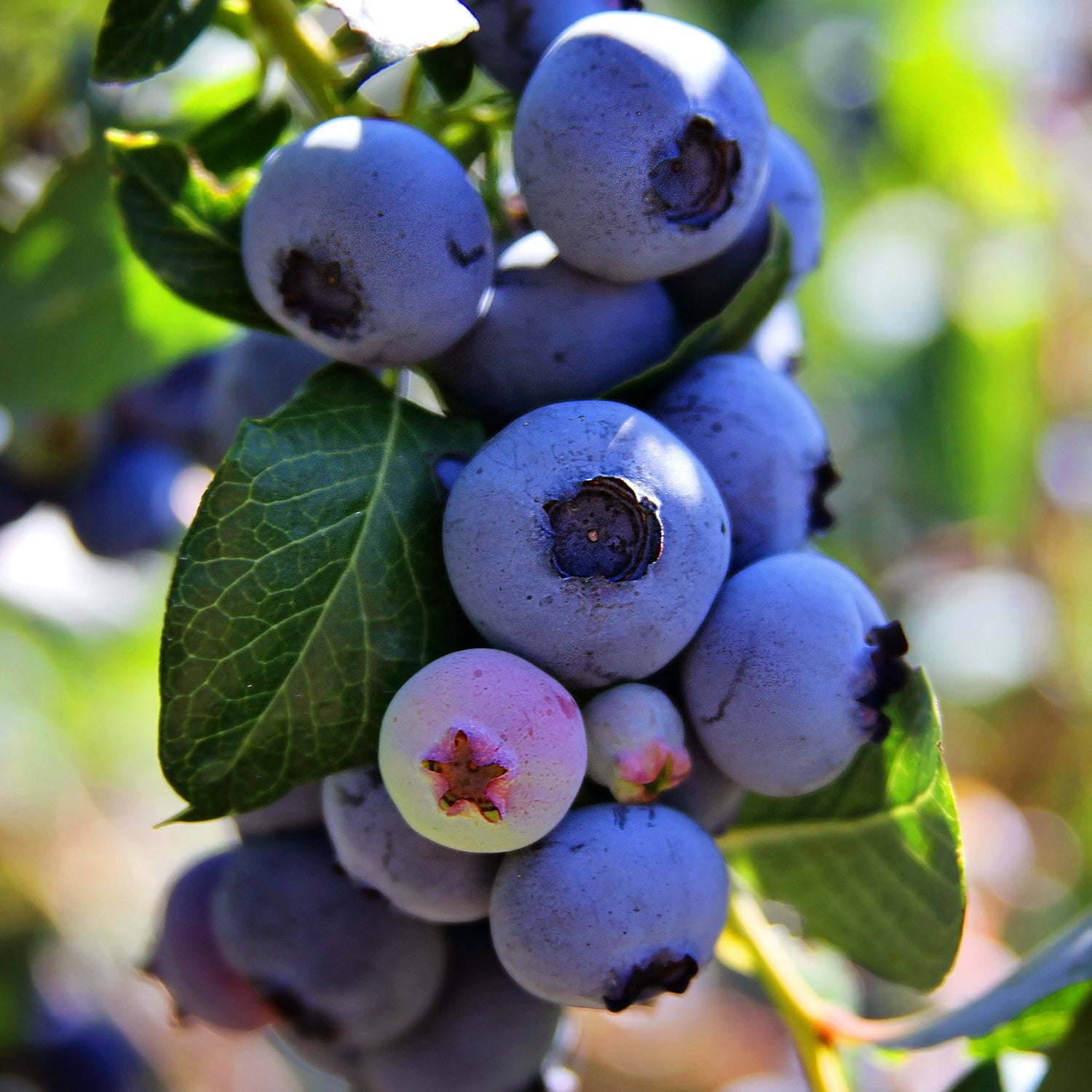 Expert Gardener 1-2 ft. Tall Legacy Blueberry Live Tree in 1