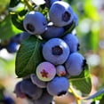 thumbnail image 4 of Expert Gardener 1-2 ft. Tall Legacy Blueberry Live Tree in 1- Gallon Grower Pot, 4 of 6