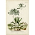 thumbnail image 2 of DOrbigny, M. Charles 11x14 Gold Ornate Wood Framed with Double Matting Museum Art Print Titled - Antique Palm Collection VIII, 2 of 4
