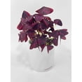 thumbnail image 7 of Bumble Plants Purple Oxalis Triangularis Live Plants in 4" Nursery Pot, 7 of 7