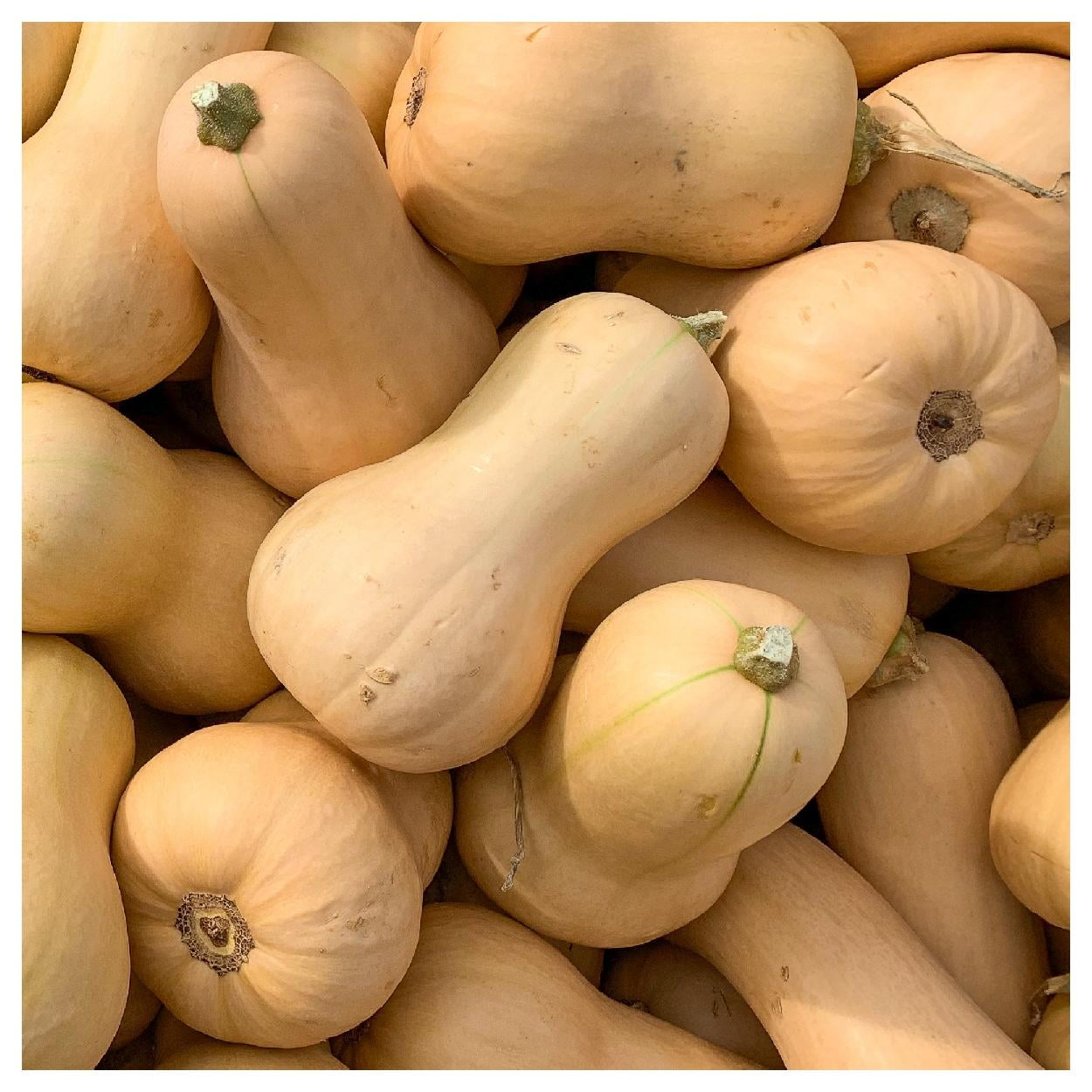 Everwilde Farms 1 lb Waltham Butternut Winter Squash Seeds Gold