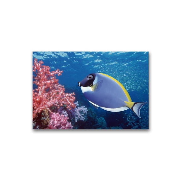 Gorgeous Surgeon Fish  Poster -Image by Shutterstock