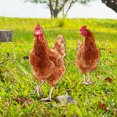 thumbnail image 1 of Milisten 2Ud Stakes De Gallina Decorativas En Acrílico Para Jardín Con Punta Para Fácil Instalación, 1 of 8