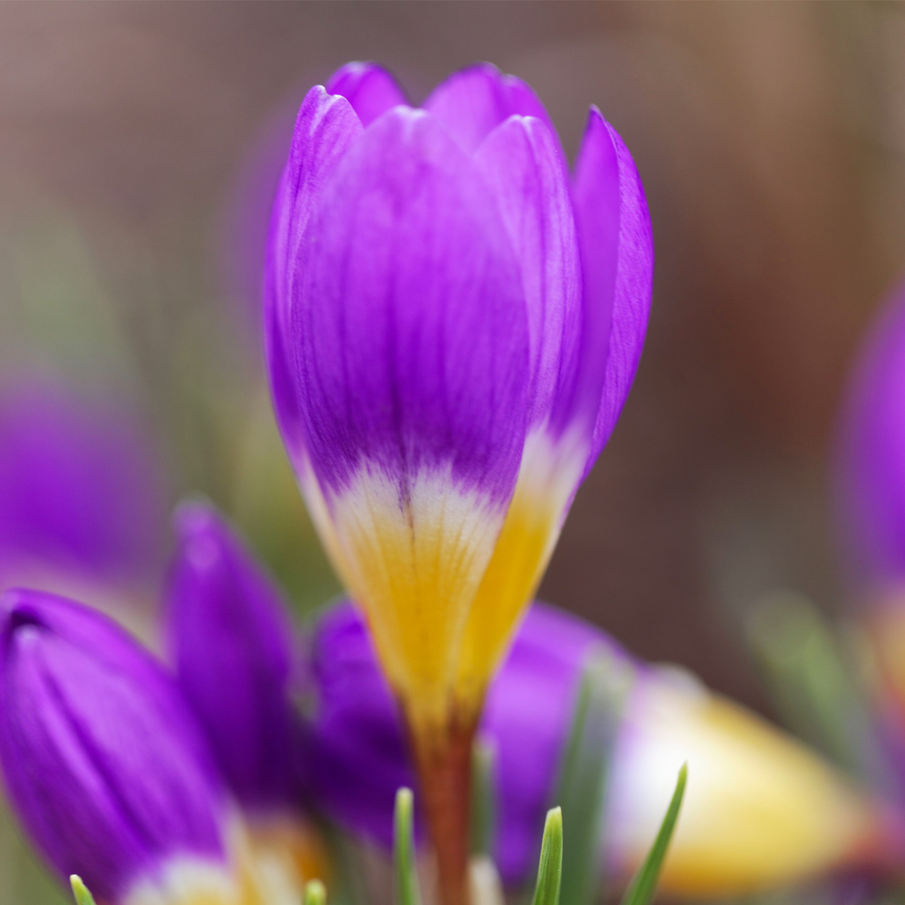 Van Zyverden Crocus sieberi Tricolor (Set of 10 Dormant Bulbs) Full Sun, Multicolor, Annual