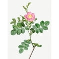 thumbnail image 2 of Redoute, Pierre Joseph 19x24 White Modern Wood Framed Museum Art Print Titled - Sweet-Brier Rosebush, Rosa rubiginosa cretica, 2 of 4