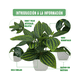 thumbnail image 5 of 4 Macetas Plantas Artificiales Macetas Decorativas Bonsai Malubero Blanco, 5 of 5