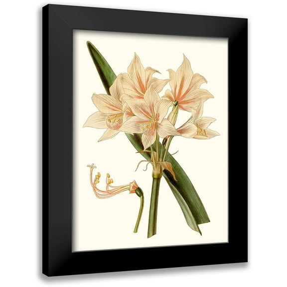Curtis 12x14 Black Modern Framed Museum Art Print Titled - Antique Amaryllis II