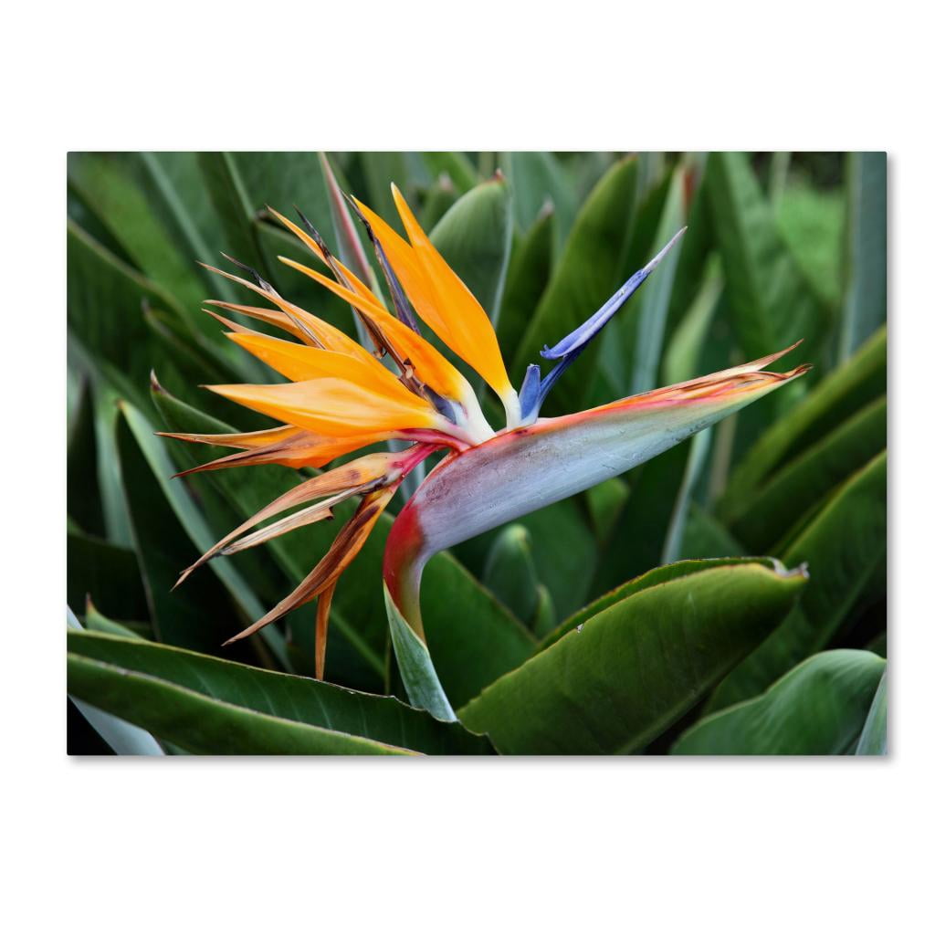 Trademark Fine Art "Bird of Paradise" Canvas Art by Pierre Leclerc