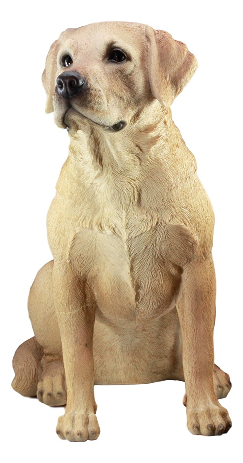 Teacup Pup Golden Retriever Ubicaciondepersonas cdmx gob mx Teacup Pup Golden Retriever Ubicaciondepersonas cdmx gob mx