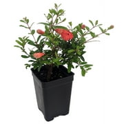Dwarf Pomegranate Plant- Punica - Bonsai/Houseplant/Outdoors - Edible - 2.5" Pot