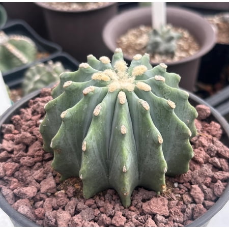Rare Cactus - Ferocactus Glaucescens Inermis (3"-4")