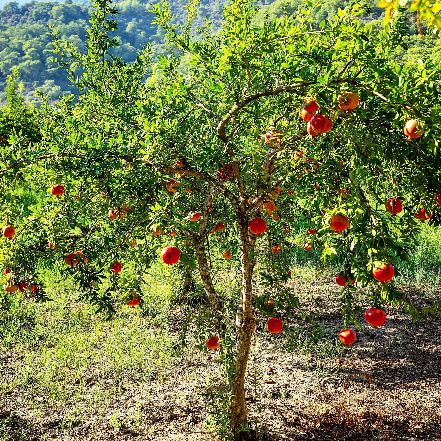 Expert Gardener 3-4 ft tall Wonderful Pomegranate Live Tree in 7-Gallon Grower Pot