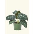 thumbnail image 2 of Alocasia 'Black Velvet - Alocasia Reginula Live Green Plant in 4" Pot, 2 of 3