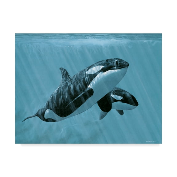 Trademark Fine Art 'Mother And Son Orcas' Canvas Art by Ron Parker