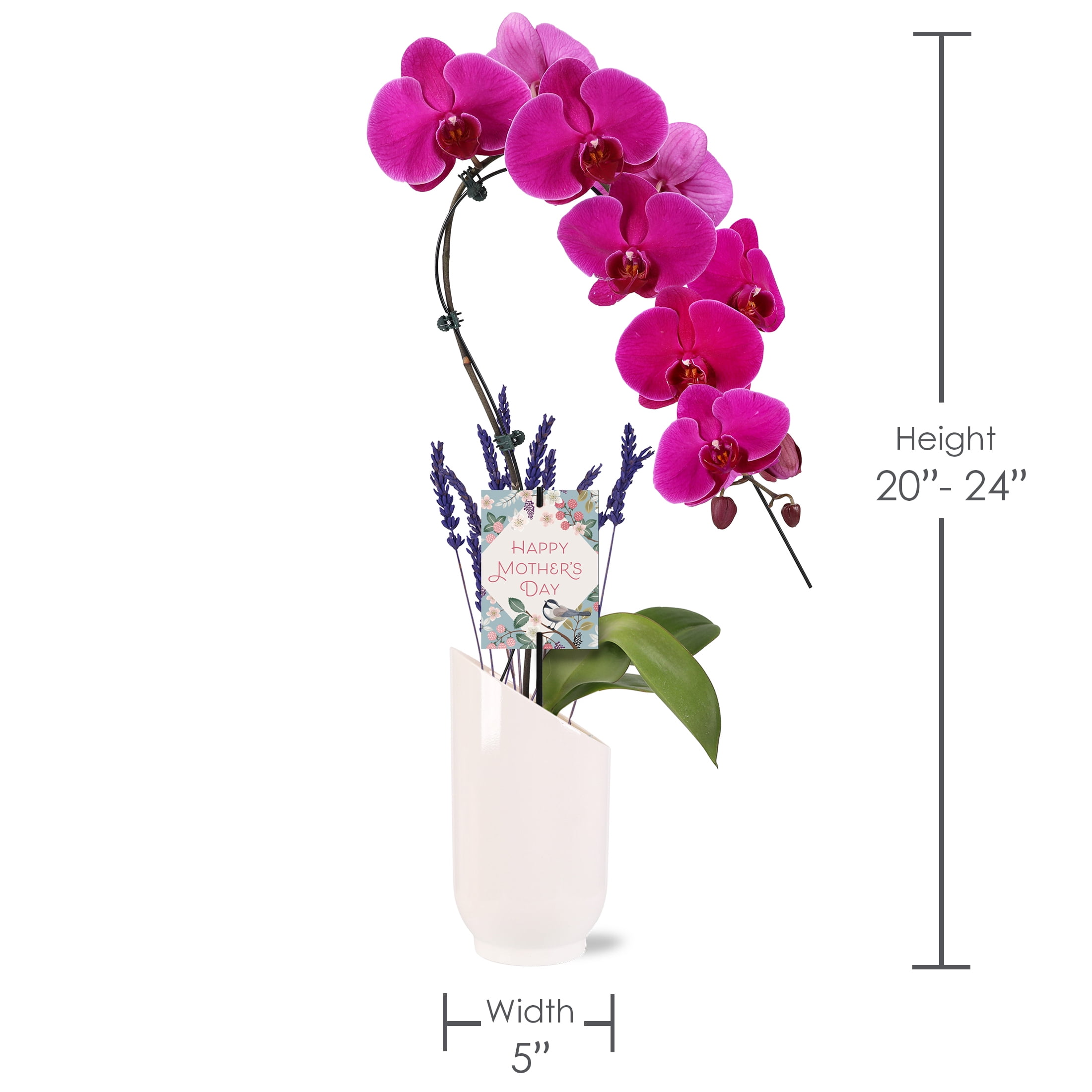 Green Circle Growers 5" Magenta Waterfall Orchid Live Plant in White Planter – Mother’s Day Gift Orchid