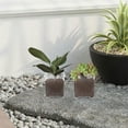 thumbnail image 2 of REACHISE 4-Pack Small Transparent Acrylic Orchid Planter Pots, Grow Cups for Indoor Orchid Plants, 2 of 7