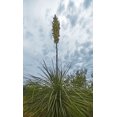 thumbnail image 2 of Popcorn 16x24 Gold Ornate Wood Framed with Double Matting Museum Art Print Titled - Desert Scape 8, 2 of 4