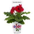 thumbnail image 1 of Gerbera en pot #4,7 Colour Drops, Assorties, 1 of 2