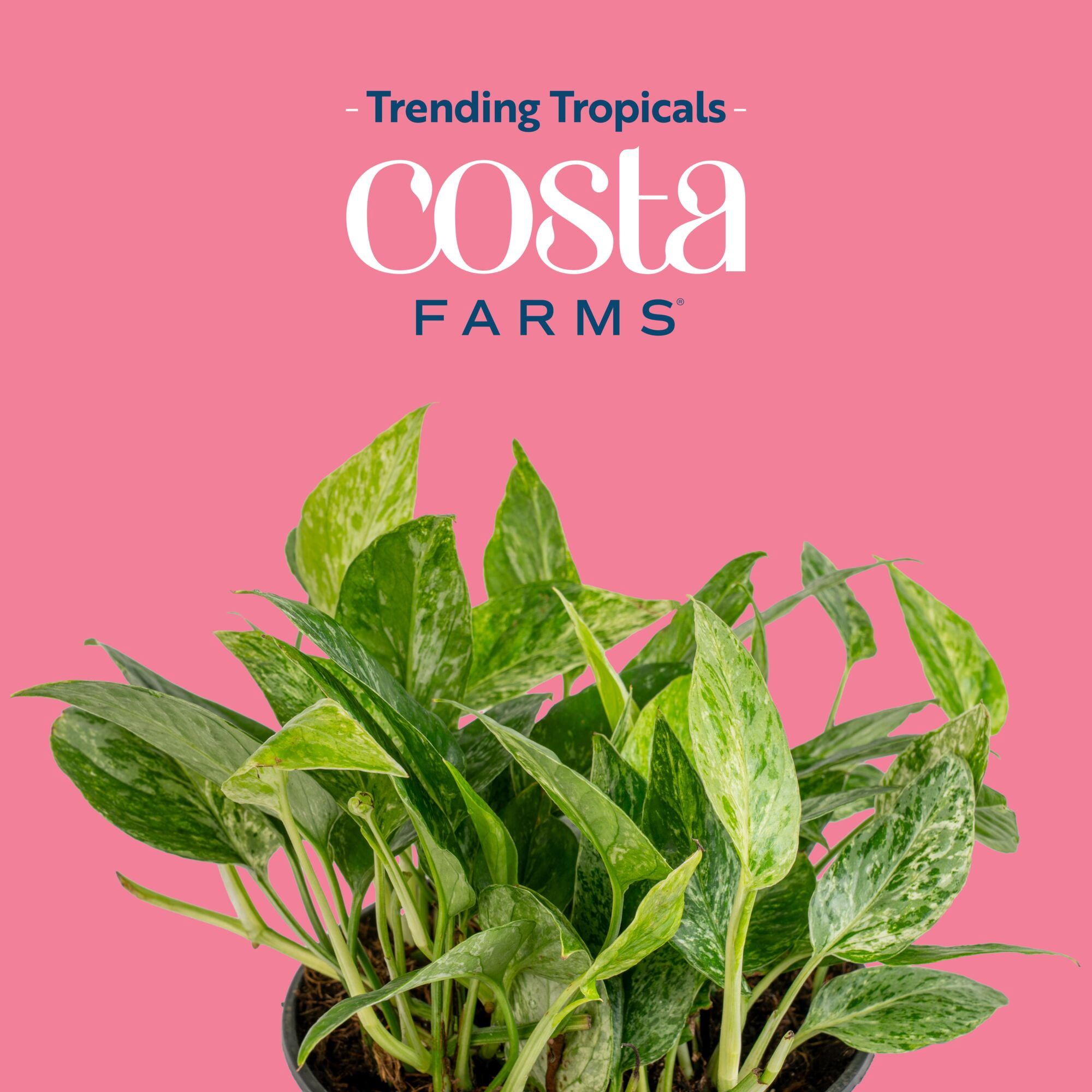 Costa Farms 12" Epipremnum Krabi Live House Plant in 5" Self-Watering Pot