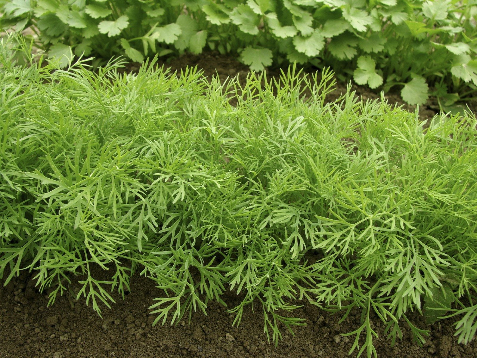 TomorrowSeeds - 10 "Herb Lovers" Seeds Mix Seeds - 1 Combination Pack - For 2026 Planting Non-GMO