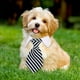 thumbnail image 3 of pieza ajustable mascotas perro gato pajarita mascota disfraz corbata Collar para perros pequeños cachorro accesorios de aseo Ormromra 220529-1, 3 of 8