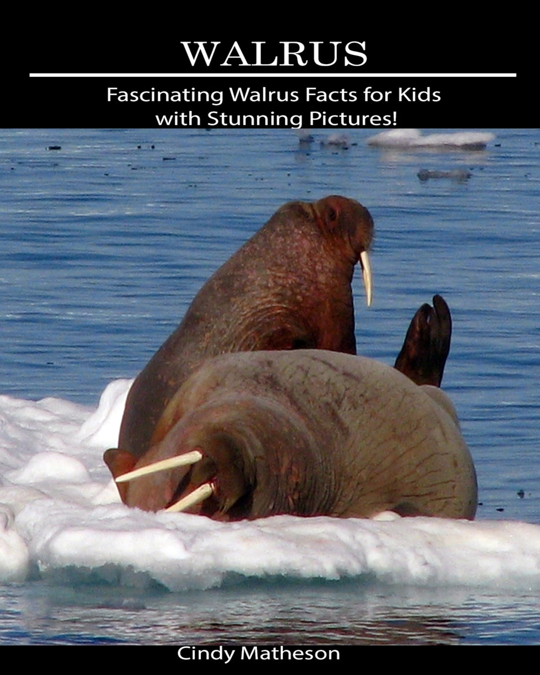 Walrus Fascinating Walrus Facts For Kids With Stunning Pictures
